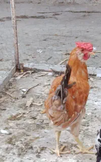 مرغ و خروس گلین