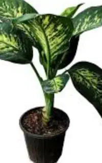 گل دیفن باخیا ترو تازه