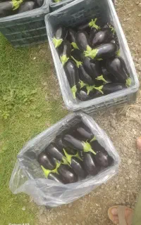 بادمجان۱۵۷۴