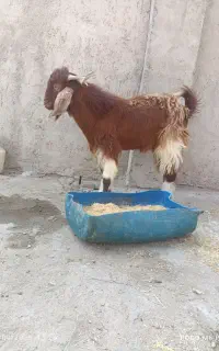 تروشت بز سندی