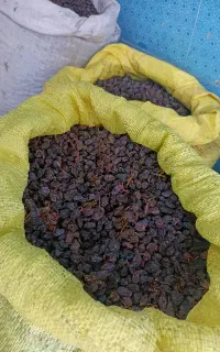 مویز کشمکش چرخی مویز