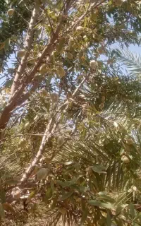 درخت بادام اجاره داده میشود