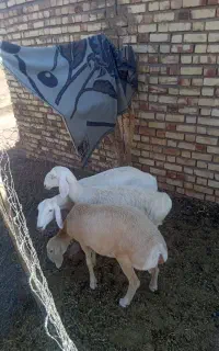 بره