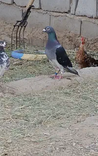 کبوتر نره کیلومتری