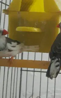 فنچ