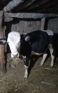 گوساله سیمینتال نر