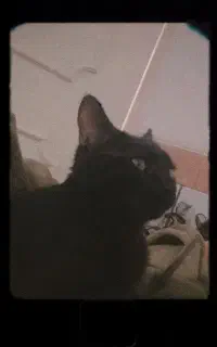 گربه