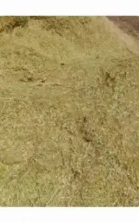 کاه عدس کیلوی سی تومان