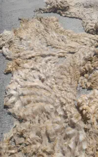 مقداری پشم تازه چیده شده ترو تمیز