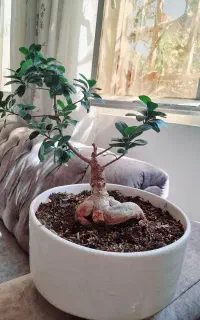 درختچه بونسای