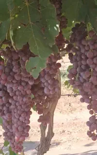 انگور
