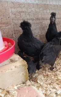 جوجه لهستانی - مشکی