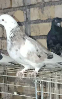 ماده هما