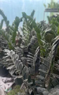 انواع گل ها زیر قیمت