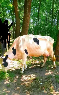 گاو هلشتاین ۱۳ کیلو شیر