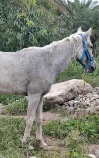 مادیان حمدانی