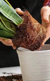 تکثیر گیاهان وتعویض خاک گلدان در منزل