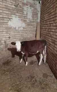 ۲ تاگوساله