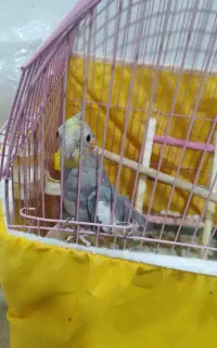 عروس هلندی