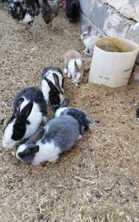 خرگوش