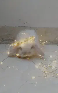 بچه خرگوش لوپ
