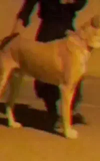 یک عدد سگ سرابی