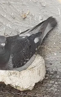 کبوتر