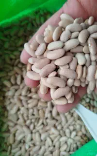 پخش حبوبات درجه یک  با قیمت مناسب