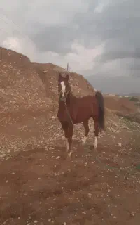 اسب دره شور