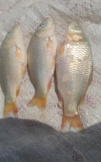 ماهی صابوری