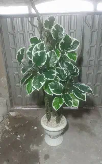 پخش درختچه مصنوعی