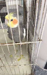 عروس هلندی نر سخنگو