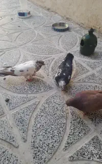 کفتر