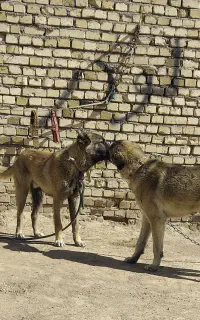 دوتا سگ نگهبانی ۷ماهه د