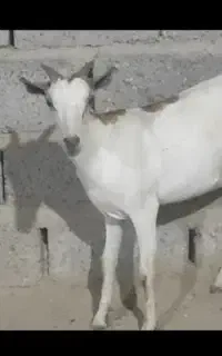 فروش بز جوان ابستن