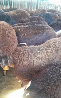 میش داشتی