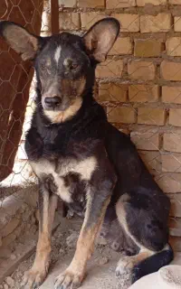 سگ ماده ژرمن مالنیوز