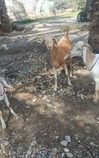 گوساله