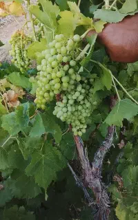 غوره
