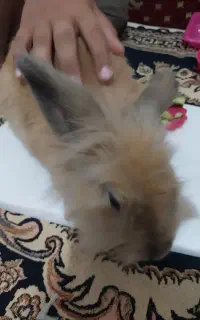 خرگوش