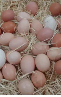 تخم مرغ محلی (خانگی)