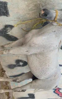 فروش اسب عرب