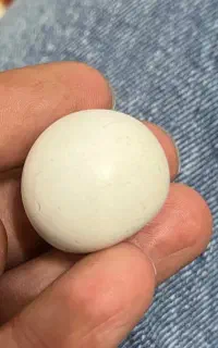 2عدد مهره گبری اصل با ضمانت