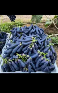 نهال انگور موندراپ