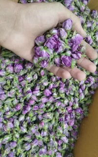 غنچه خشک شده گل محمدی