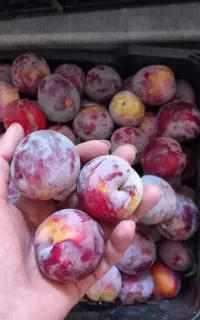 الو شابلون سنقر اباد