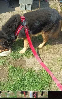 سگ ژرمن با ادب باهوش نر