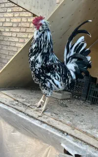 تخم نطفه دار گلین