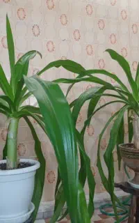 دو عدد گل برگ موزی
