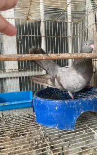کبوتر